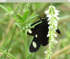 Alypiodes flavilinguis