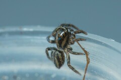 Iberattus