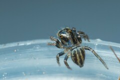 Iberattus