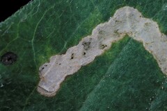 Aulagromyza hendeliana