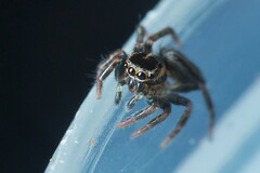 Iberattus