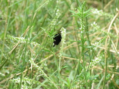 Alypiodes flavilinguis