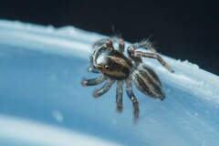 Iberattus
