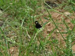 Alypiodes flavilinguis