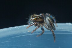Iberattus
