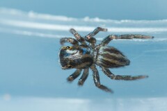 Iberattus