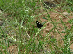 Alypiodes flavilinguis