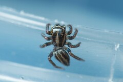 Iberattus