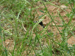 Alypiodes flavilinguis