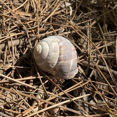 Helix lucorum