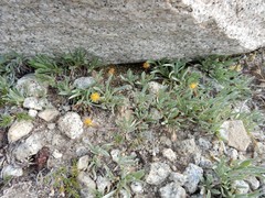 Raillardella argentea