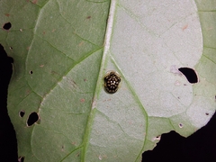 Microctenochira flavonotata