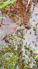 Mannia capensis