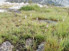 Pedicularis attollens