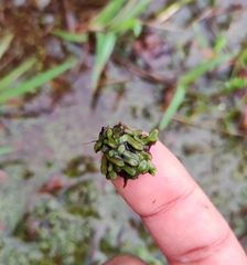 Mannia capensis
