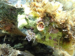 Thylacodes arenarius