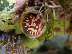 Thylacodes arenarius