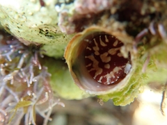 Thylacodes arenarius