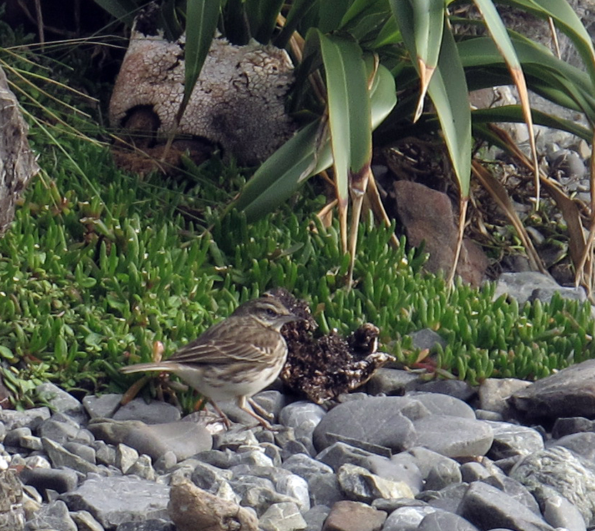 New Zealand Pipit