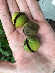 Carya pallida