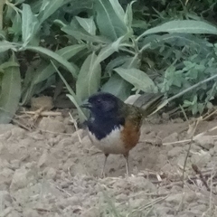 Pipilo maculatus macronyx