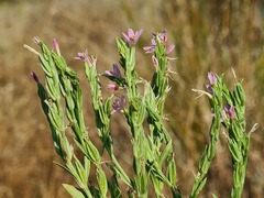 Schenkia spicata