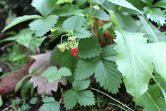 Fragaria × ananassa