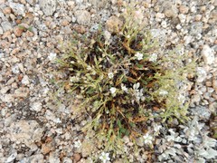Sabulina nuttallii