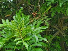 Schinus terebinthifolia
