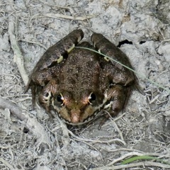 Pelophylax