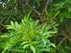Schinus terebinthifolia