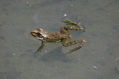 Pelophylax