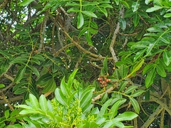 Schinus terebinthifolia