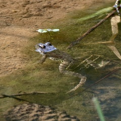 Pelophylax