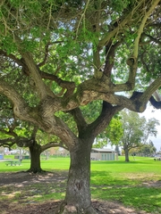Schinus terebinthifolia