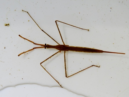 Eurasian Water Stick Insect, 4307 Oosterland, Netherlands, photo 9 of 10