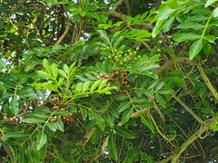 Schinus terebinthifolia