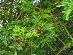 Schinus terebinthifolia