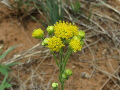 Hymenopappus flavescens