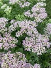 Hylotelephium spectabile