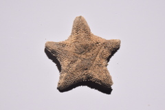 Asterina