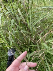 Sorghum × drummondii