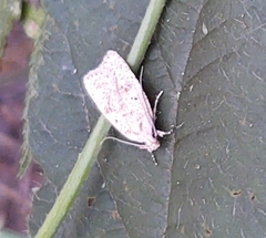 Agonopterix yeatiana
