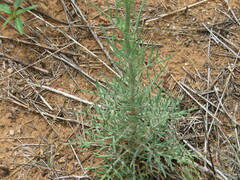 Hymenopappus flavescens