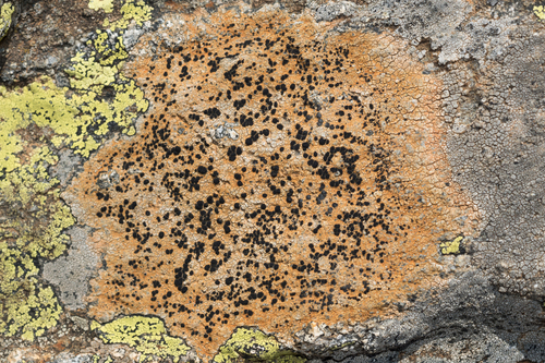 Lecidea silacea, 2022-08-01