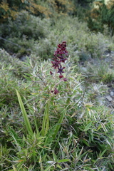 Veratrum formosanum
