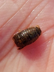 Lekanesphaera hookeri