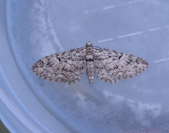 Eupithecia interruptofasciata