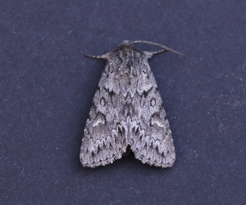 Canadian Giant Moth photo 3