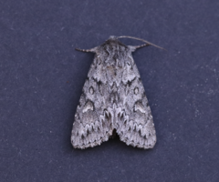 Andropolia contacta